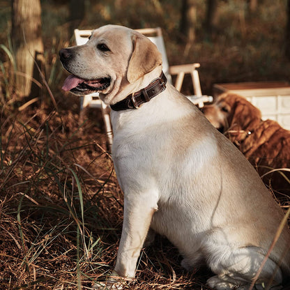 Leather Dog Collar Genuine Brown for Medium Dogs（M:1" Wide 15.2-19.2" Neck）